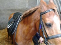 /album/the-best-pony/camera-marjan-2121-jpg/